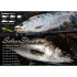 RIPPLE FISHER SILVER STREAM RED EYE 87 NANO