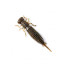 FANATIK - LARVA 2.5