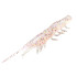 MAGBITE SNATCH BITE SHRIMP 2.5inc